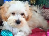 Orjinal Maltepoo Yavrularımız