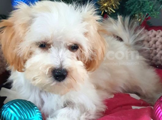 Orjinal Maltepoo Yavrularımız görsel