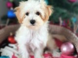 Orjinal Maltepoo Yavrularımız