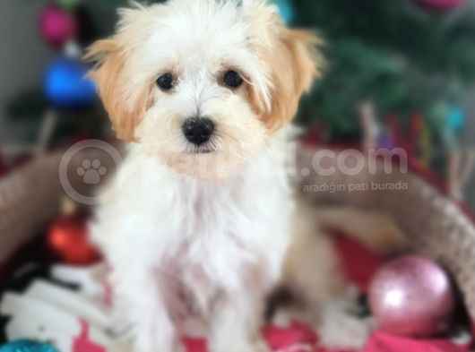 Orjinal Maltepoo Yavrularımız görsel