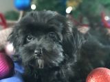 Orjinal Maltepoo Yavrularımız