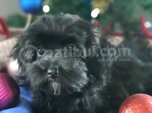 Orjinal Maltepoo Yavrularımız görsel
