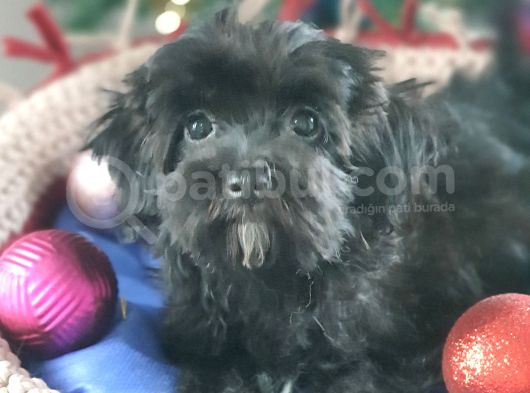 Orjinal Maltepoo Yavrularımız görsel