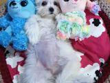 Şecereli Korean Maltese Yavrularımız