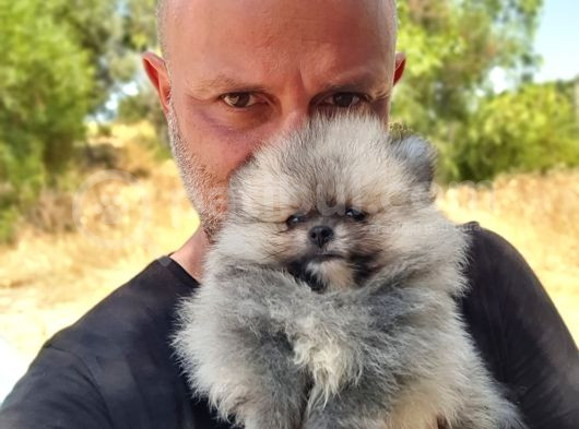 Şecereli Teacup Tedy Face Dişi Pomeranian Yavrularımız görsel