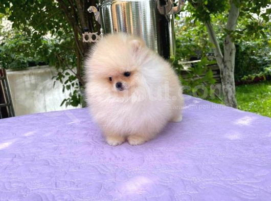 Ayı Surat Pomerian Yavrular