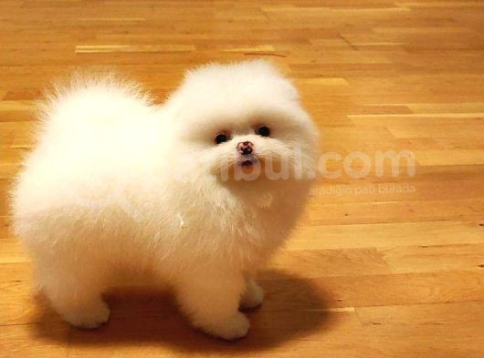 Ayı Surat Pomerian Yavrular görsel