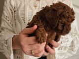 Red Brown Toy Poodle Yavrularım