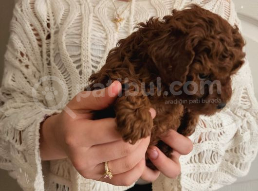 Red Brown Toy Poodle Yavrularım görsel