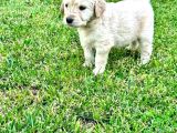 Uygun Fiyatlı Baby Face Golden Yavrularımız Ilk Gelen Alır