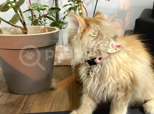Prenses İran Kedisi - Son Kalite Safkan Persian Cat görsel