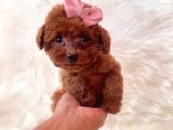 Tooy Poodle Cinsi Yavrular Dişi Erkek Mevcuttur 