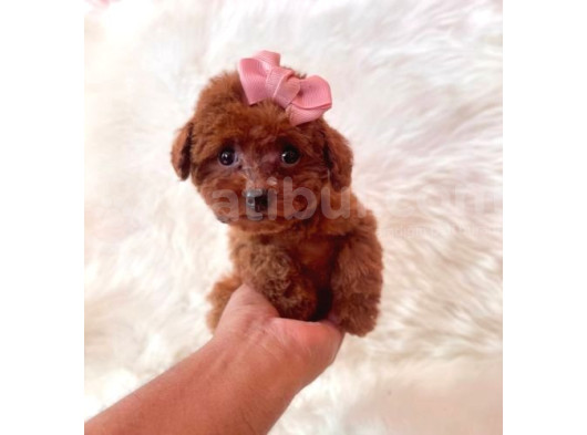 Tooy Poodle Cinsi Yavrular Dişi Erkek Mevcuttur 