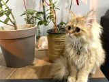 Prenses İran Kedisi - Son Kalite Safkan Persian Cat