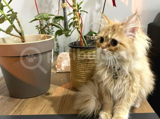 Prenses İran Kedisi - Son Kalite Safkan Persian Cat görsel