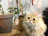 Prenses İran Kedisi - Son Kalite Safkan Persian Cat