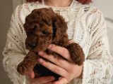 Red Brown Toy Poodle Yavrularım