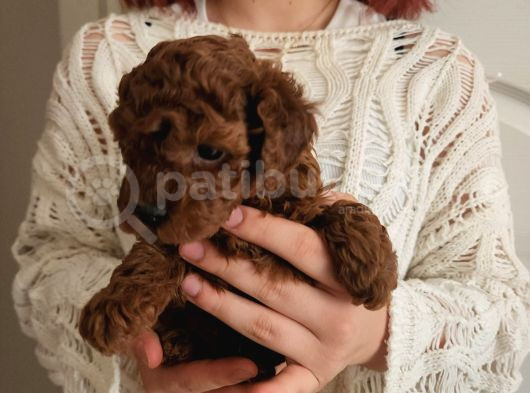Red Brown Toy Poodle Yavrularım görsel