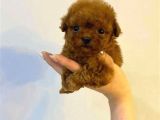 Tooy Poodle Cinsi Yavrular Dişi Erkek Mevcuttur 