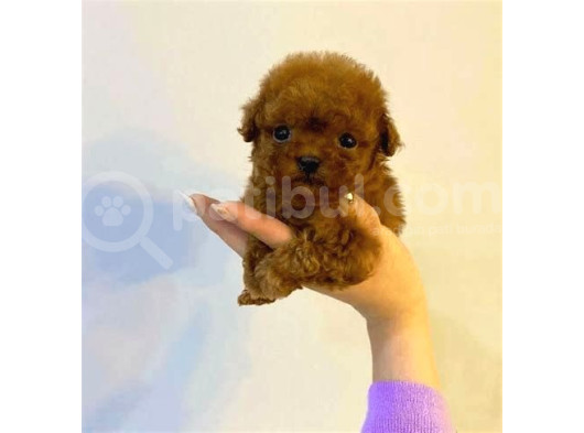Tooy Poodle Cinsi Yavrular Dişi Erkek Mevcuttur  görsel