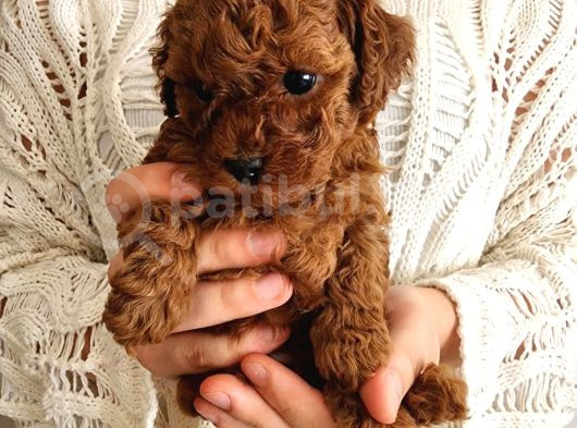 Red Brown Toy Poodle Yavrularım görsel