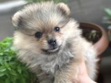 Biblo Micro Pomerian Kore Yavruları