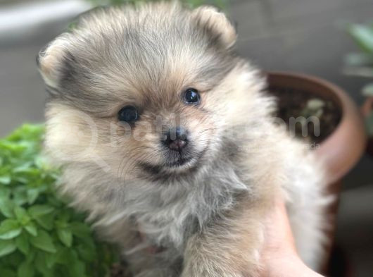 Biblo Micro Pomerian Kore Yavruları görsel