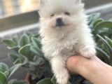 Biblo Micro Pomerian Kore Yavruları