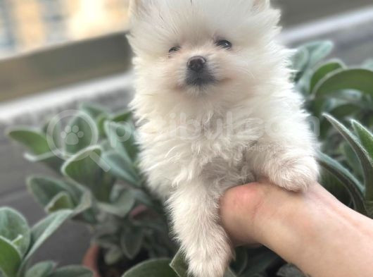 Biblo Micro Pomerian Kore Yavruları görsel