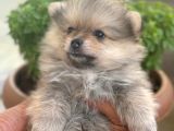 Biblo Micro Pomerian Kore Yavruları