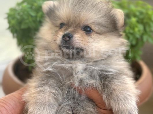 Biblo Micro Pomerian Kore Yavruları görsel