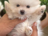 Biblo Micro Pomerian Kore Yavruları