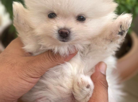 Biblo Micro Pomerian Kore Yavruları görsel