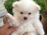 Biblo Micro pomerian Kore yavruları