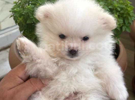 Biblo Micro Pomerian Kore Yavruları