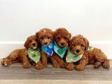 Red brown toy poodle yavrularım