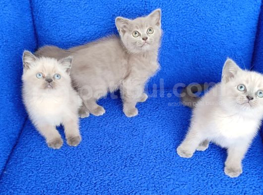 Mükemmel Bi̇r Güzelli̇kte Ptirciklar görsel