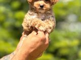 Muhteşem Poodle Yavrularım