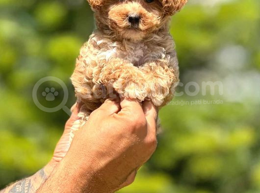 Muhteşem Poodle Yavrularım görsel