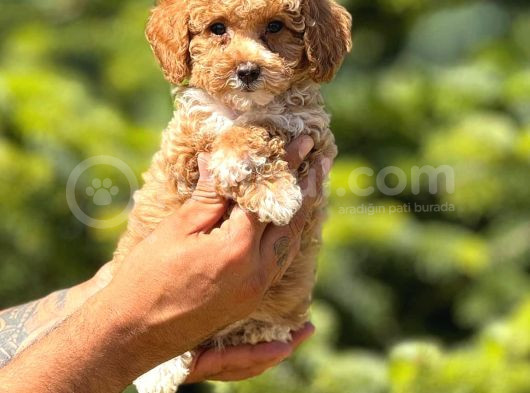 Muhteşem Poodle Yavrularım görsel
