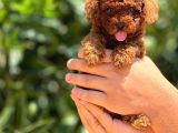 Muhteşem poodle yavrularım