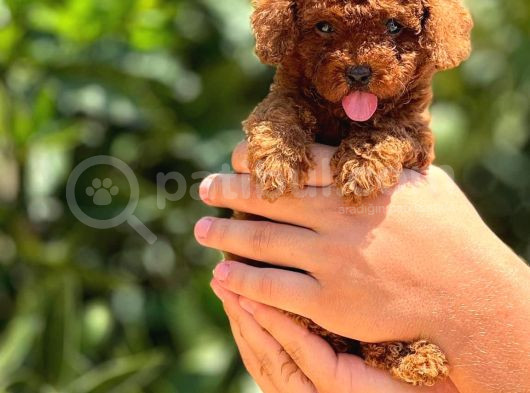 Muhteşem Poodle Yavrularım