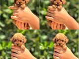 Muhteşem Poodle Yavrularım