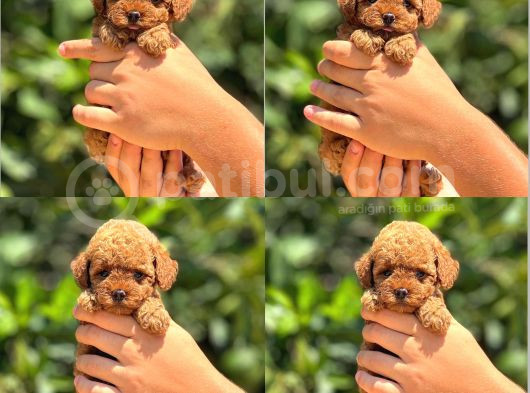 Muhteşem Poodle Yavrularım görsel