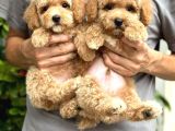 Muhteşem Poodle Yavrularım