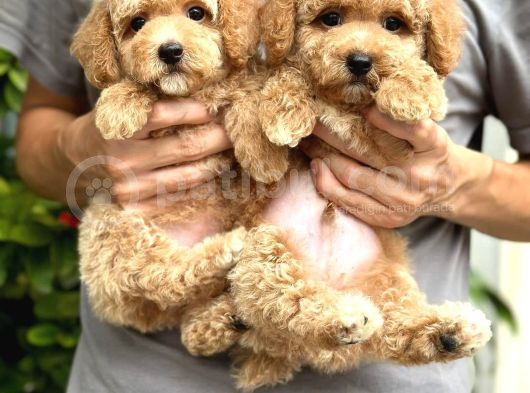 Muhteşem Poodle Yavrularım görsel