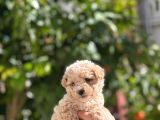 Muhteşem Poodle Yavrularım