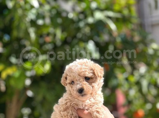 Muhteşem Poodle Yavrularım görsel