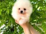 Harika Tedy Bear Surat Pomerian Yavrular