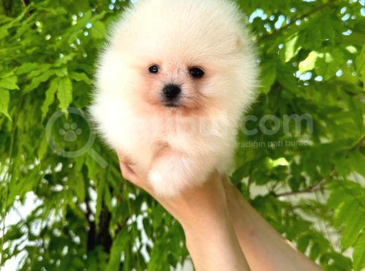 Harika Tedy Bear Surat Pomerian Yavrular görsel